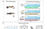 生物学家发现抗抑郁药污染正在改变鱼类的行为和繁殖